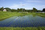 田圃中.jpg