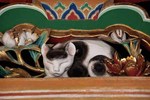 眠り猫.jpg