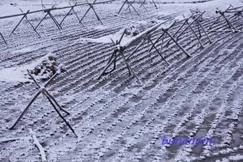 雪.jpg