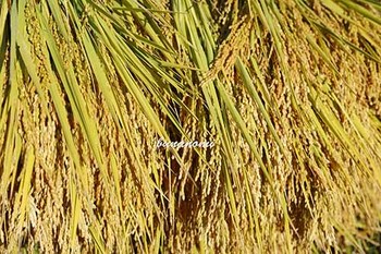 _25C0858.jpg