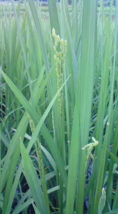 20100728115413.jpg