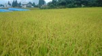 20100922111515.jpg