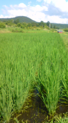 20110713145958.jpg