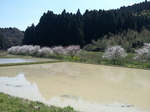 20120408_111039.jpg
