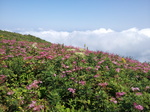 20130807_094457.jpg
