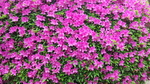 DSC_0679.jpg