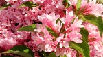 IMG_20150602_082659.JPG